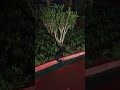 Schwarze Katze in Hotelanlage