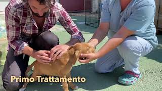 Dott. Mathieu Vouillamoz - Cane Puffetto