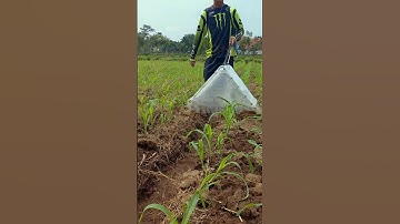 jagung di spray round up gak mati!!!