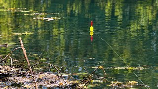 Can I Catch Dinner at This Iowa Pond??? (Surprise Catch!)