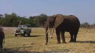 Elephants Tracked by Conservationists | Endangered Animals | BBC Studios