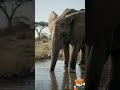 Der Elefant – spannende Fakten über den sanften Riesen! #elefante #tierdoku