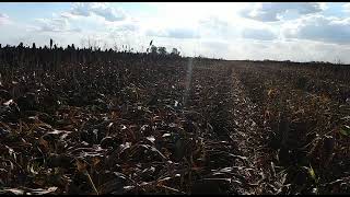 Cosecha Del Primer Lote De Sorgo En Chaco. Productor Leonardo Punos, De Las Garcitas