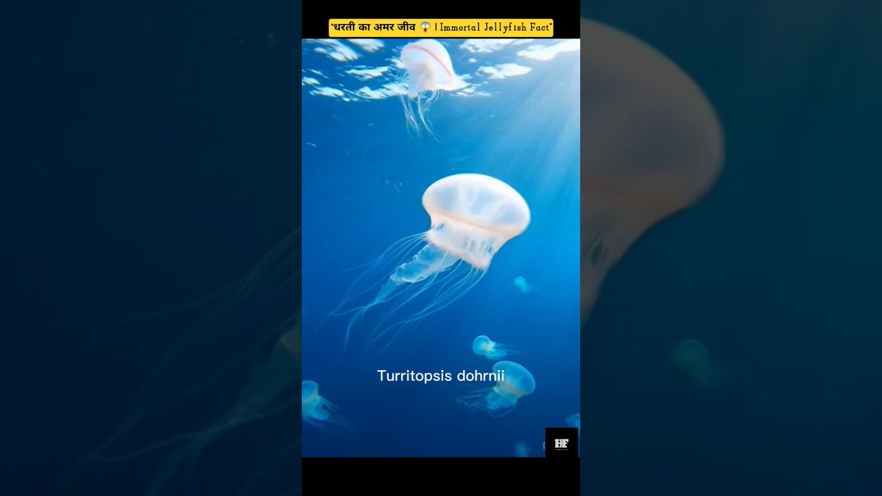 “धरती का अमर जीव 😱 | Immortal Jellyfish Fact”#facts #amazingfacts #interestingfacts #science
