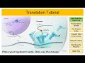 mRNA and Translation Processes