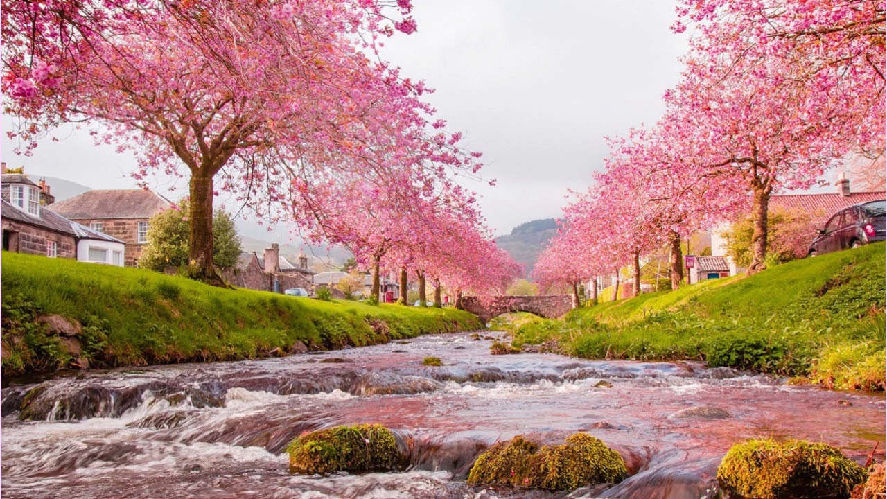 Mùa Hoa Anh Đào - Ngọc Lan - Lyrics