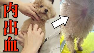 愛犬の首にいつの間にか大きな『内出血』が…慌てて病院へ行ってきました