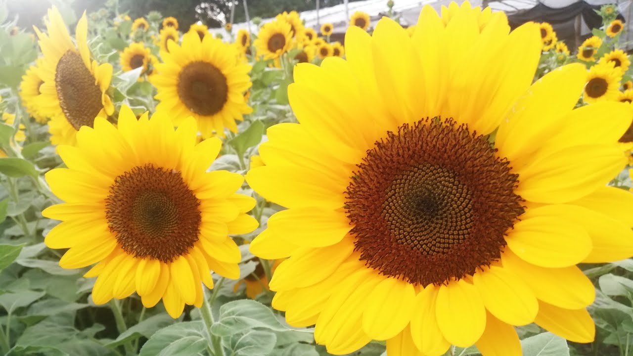 Sunflower Paradise in NUEVA VIZCAYA YouTube