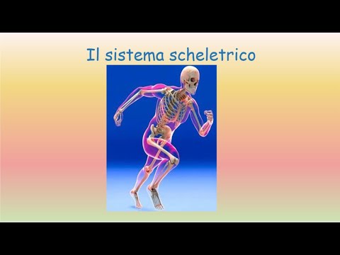 Sistema scheletrico