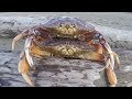 Catch n’ Cook Double Dungeness Crabs on the Beach | Caught by Hand in the Shallow Surf!