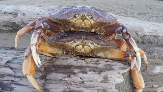 Catch n’ Cook Double Dungeness Crabs on the Beach | Caught by Hand in the Shallow Surf!