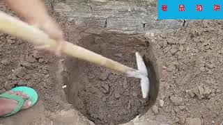 Too many mice in the yard