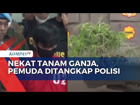 Video: Kapan menanam biji ganja?