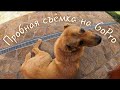 Пробная съёмка БонаДеи и других собак на GoPro