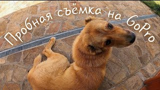 Пробная съёмка БонаДеи и других собак на GoPro