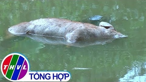 THVL | Xác heo bệnh vứt đầy kênh, rạch tại Bạc Liêu