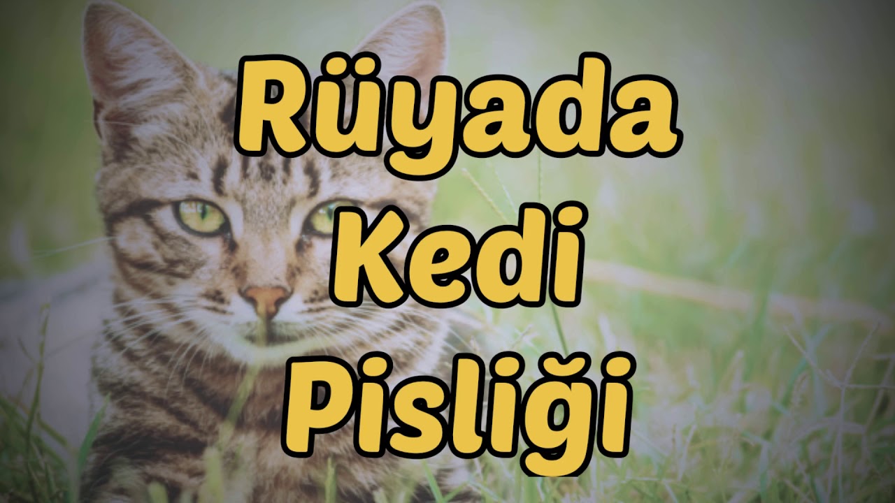 Ruyada Kedi Pisligi Gormek Youtube