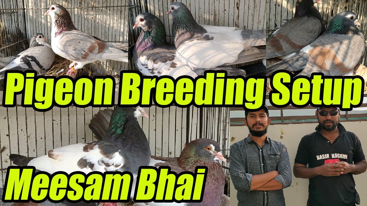 Pigeons Breeding Setup Tips Khaal Breed Loft | Brother Meesam Jafri | Birds of Paradise Basir Hashmi