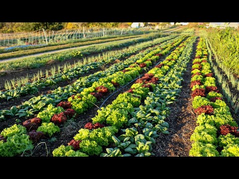 Companion Planting VS. Interplanting: Differences, Examples, and Strategies for Both