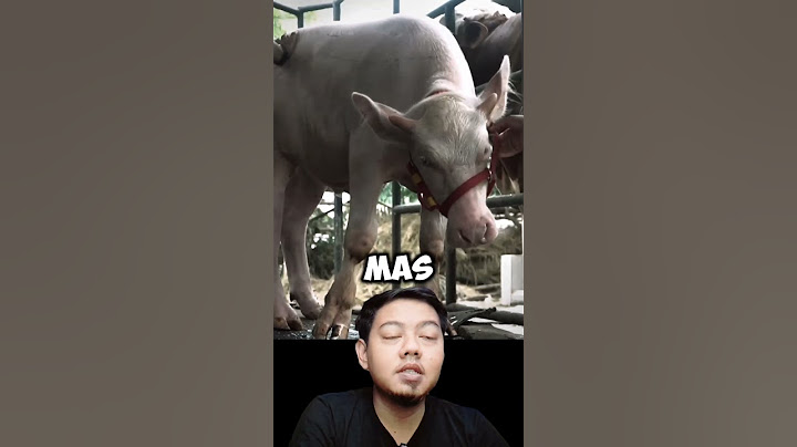 KENAL SAPI JUMBO DARI SINI SEBELUM MAS HERMAWAN SETIA FARM #shorts #short #sapi