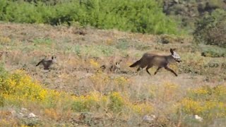 Bat eared Foxes with 5 VERY CUTE Pups