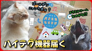 【ハイテク機器届く】何やらすごいモノが届いたのでセッティングしてみたら…w 20260202、カラス＆四つ足クインテット（仮）