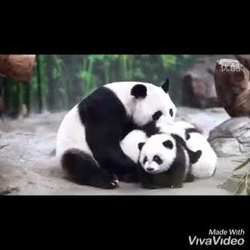 Panda lucu, cocok buat story wa