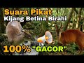 Gacor's voice is 100% coming. The voice of the male deer's mother follow the instructions