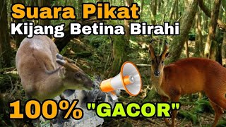 Gacor's voice is 100% coming. The voice of the male deer's mother follow the instructions