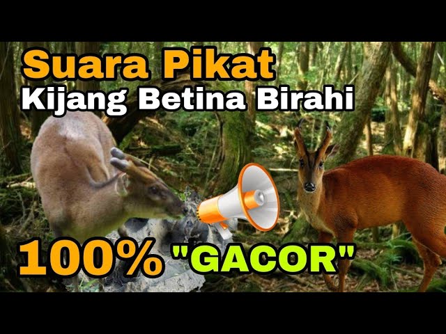 Gacor's voice is 100% coming. The voice of the male deer's mother follow the instructions class=