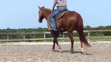 Budha Bob Acre - riding bridle-less - no hands - Valley View Ranch