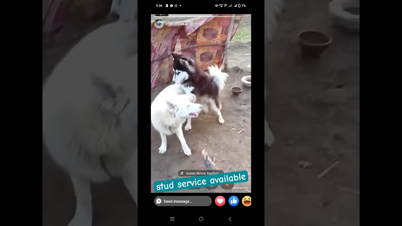 Stud service available 