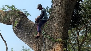 видео: ПОЛНЫЙ ОПАСНЫХ ДЕЙСТВИЙ ‼️ ДРЕВЛЕНИЕ БОЛЬШОГО ДЕРЕВА ТРЕМБЕЗИ В СЕНДАНГ-ТУА #бензопила #ms660 картинка: ПОЛНЫЙ ОПАСНЫХ ДЕЙСТВИЙ ‼️ ДРЕВЛЕНИЕ БОЛЬШОГО ДЕРЕВА ТРЕМБЕЗИ В СЕНДАНГ-ТУА #бензопила #ms660