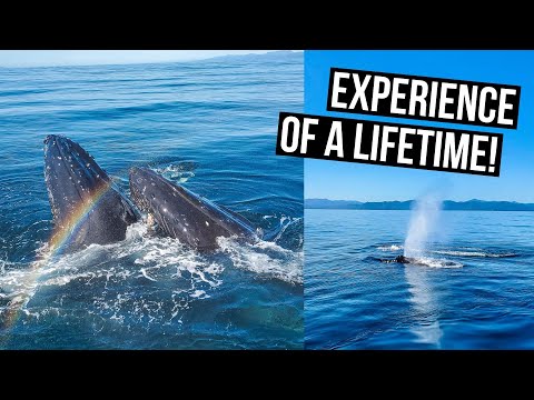 Video: California Whale Watching: Tips Melihat Mereka, Kapan Harus Pergi