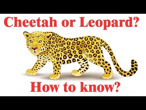 Video: Kung Paano Naiiba Ang Cheetah Mula Sa Leopard