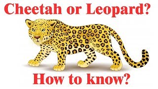 Difference between Cheetah and Leopard | Cheetah vs Leopard comparison | Simply Elearn Kids