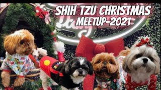 Shih Tzu Dog Christmas Gathering by Mikki Shih Tzu 6,562 views 2 years ago 5 minutes, 19 seconds