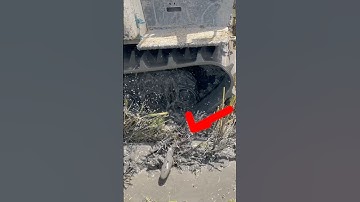 Con cá lóc khủng phóng đùng khi bánh máy cắt gần chạy tới  #shorts bắt cá theo máy cắt