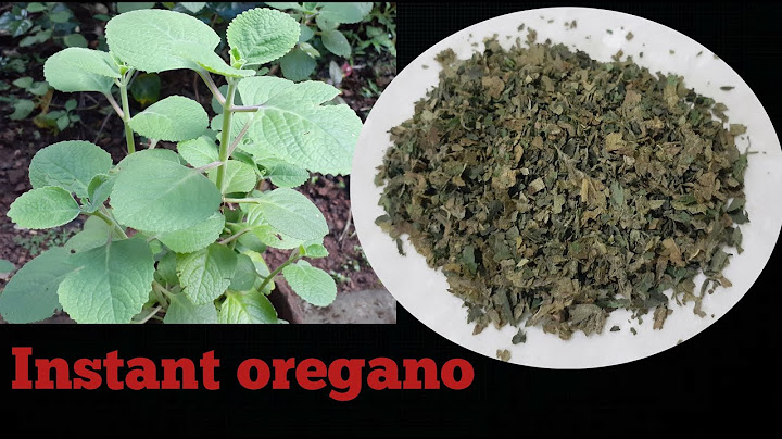 Oregano seasoning recipe/1 രൂപ പോലും ചെലവില്ലാതെ ഒറിഗാനോ വീട്ടിൽ ഉണ്ടാക്കിയെടുക്കാം/yummy break