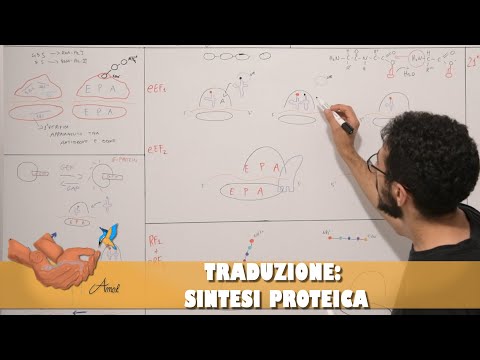 Video: Perché i codoni stop e start sono necessari per la sintesi proteica?