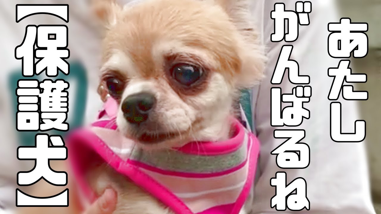 元繁殖犬おもちちゃん 初めてのお散歩に挑戦しました 前に前にがんばって歩く姿をお届けします Vol 230 Youtube