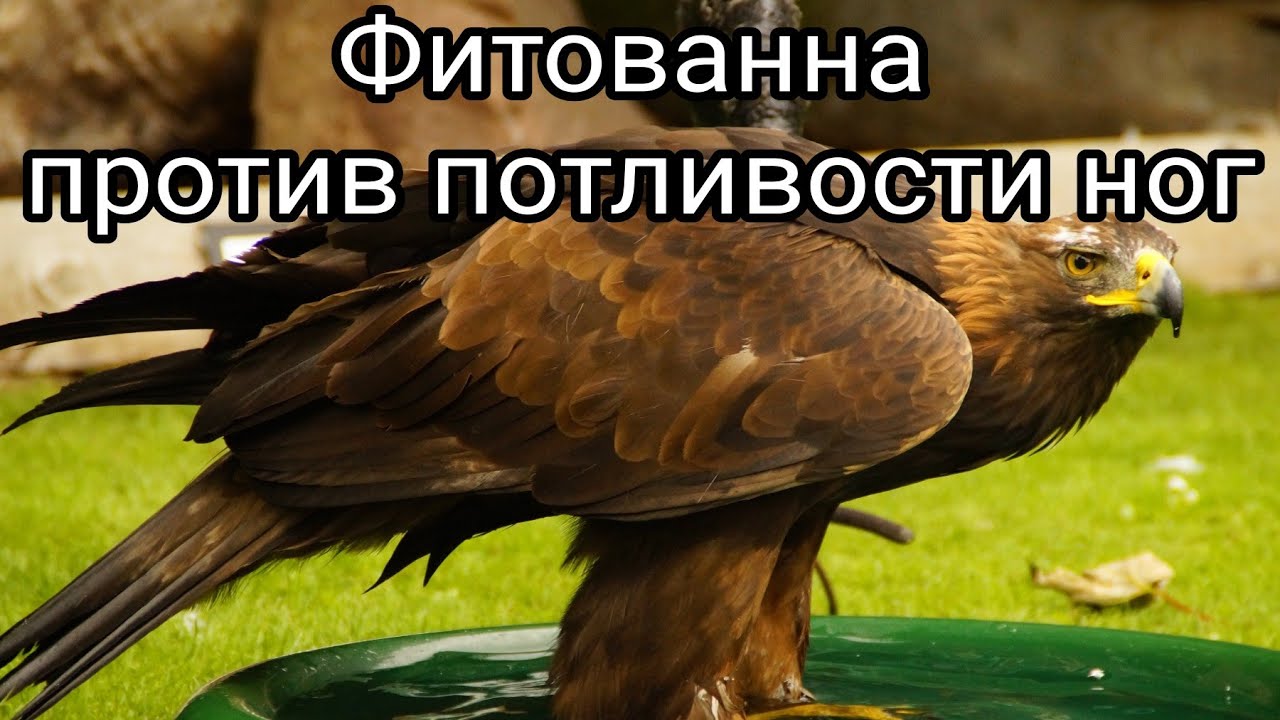 Фитованна против потливости ног. Потеют ноги. Средство от потливости ...