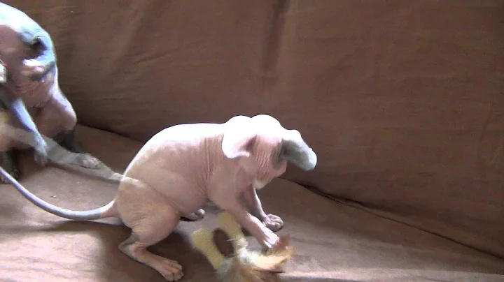 Watch the video about Canadian sphynx junge Berlin Juli 2014
