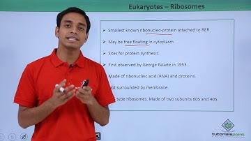 Class 11th - Eukaryotes – Ribosomes | Cell: The unit of Life | Tutorials Point