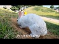 야생 토끼의 아기 기르기 (Mother rabbit and her cute baby rabbits)