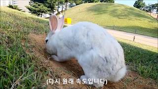 야생 토끼의 아기 기르기 (Mother rabbit and her cute baby rabbits)