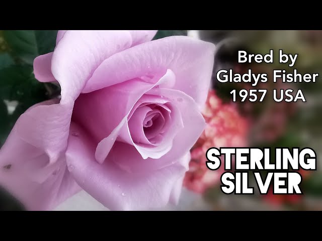 STERLING SILVER ROSE plant by Gladys Fisher 1957 USA Hybrid Tea