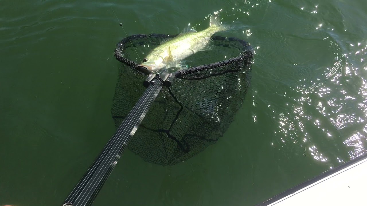 Lake Casitas Fishing Guide 05/17/2018 YouTube