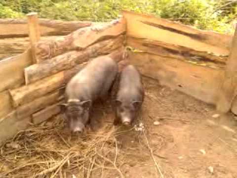 Video: Machen Sie Pilates Mit Schweinen Auf Dieser Englischen Farm