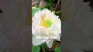 “ഇത് കാണുമ്പോൾ തന്നെ mind calm ആകുന്നില്ലേ? 🌿pure beauty ✨”#shorts #fbreels #lotus #flowers #nature